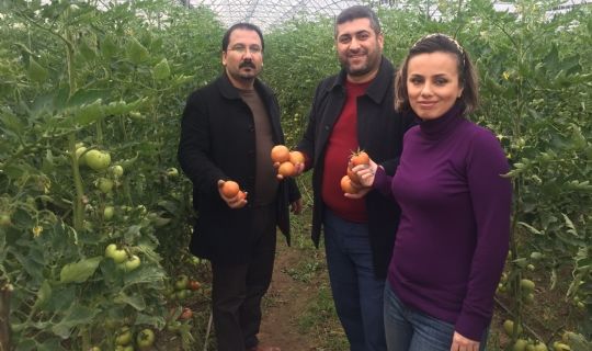 İslahiye MYO’da Organik Tarım Öğrencileri Organik Domates Yetiştirdi
