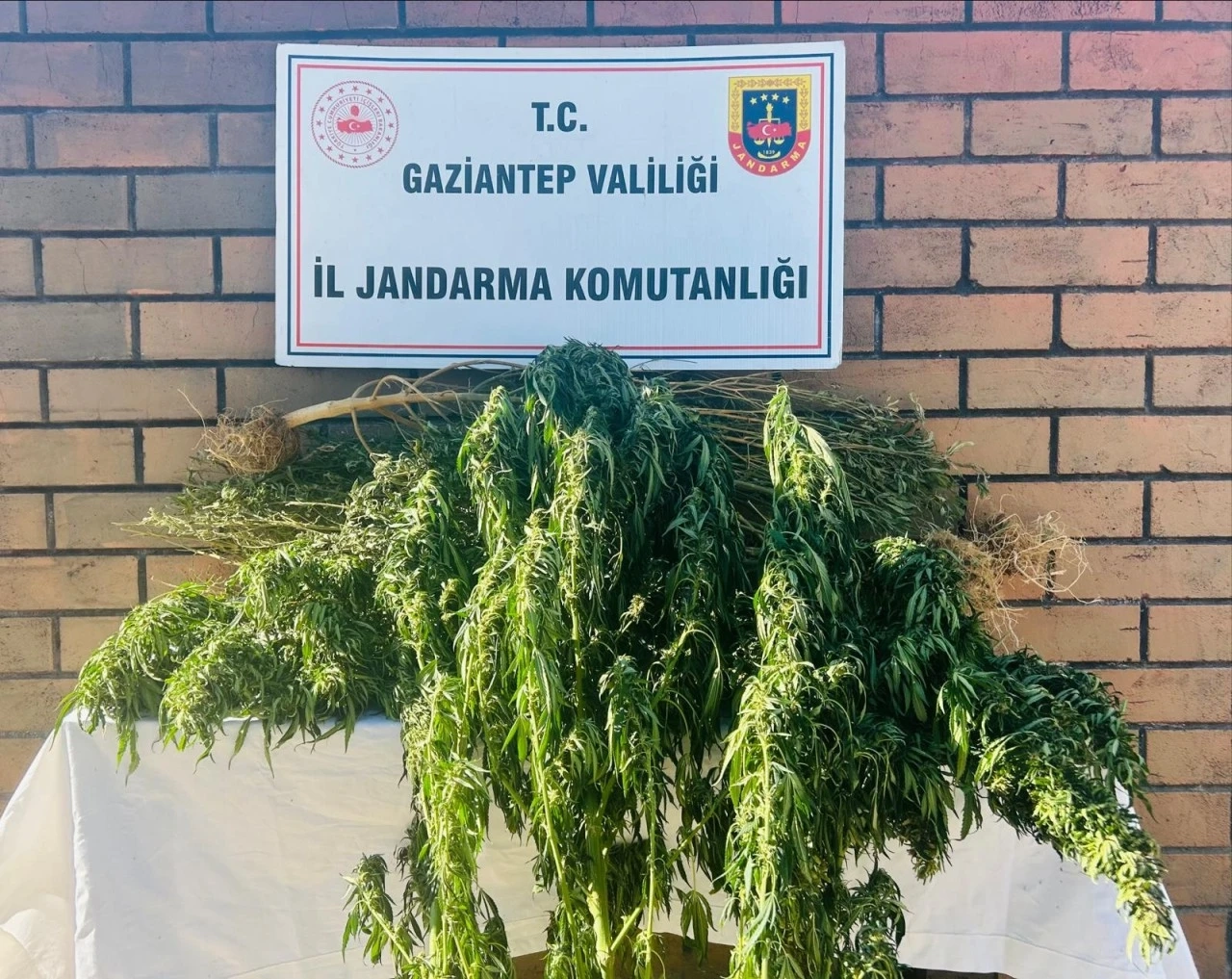 Gaziantep’te Yasadışı Kenevir Ekimine Jandarma Darbesi: 3 Şüpheli Hakkında İşlem Yapıldı