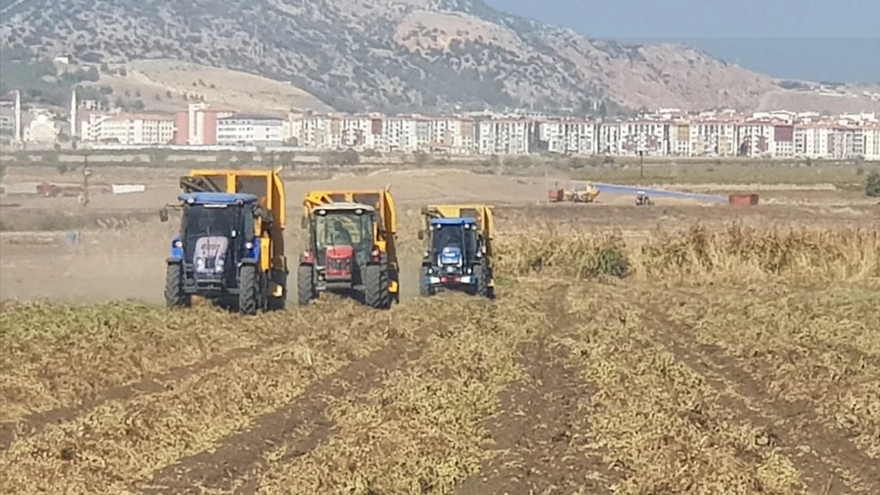 Gaziantep'te yerfıstığı hasadı başladı