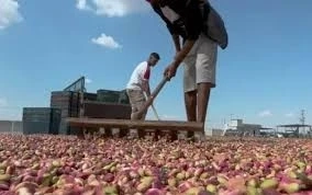 Gaziantep’ten Dünya Pazarına Rekor Fıstık Çıkarması!