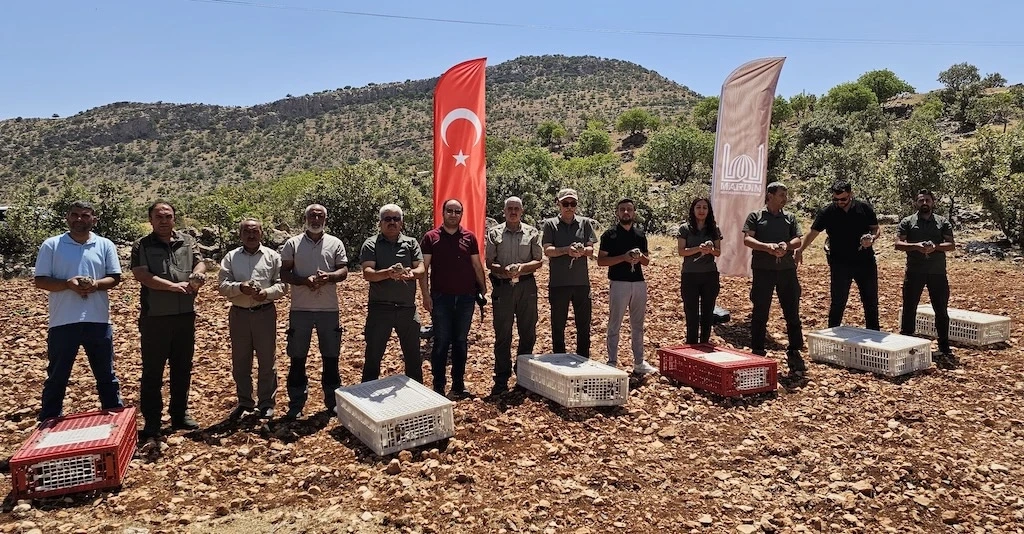 Mardin’de Doğaya 300 Kınalı Keklik Salındı