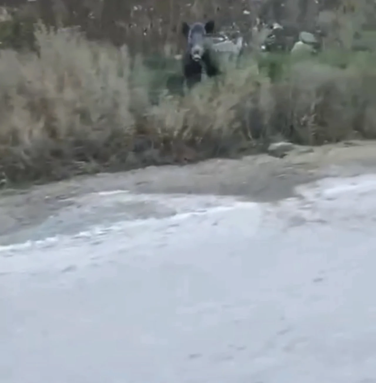 Nizip&rsquo;te Yaban Domuzu Şoku!