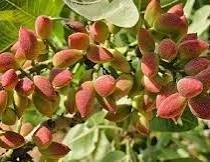 Antep Fıstığına Dair Bilinmeyen Ger&ccedil;ekler Ortaya &Ccedil;ıktı