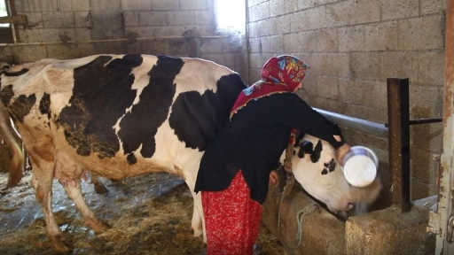 Belediyeden Aldığı İneklerle Sıfır Kilometre Araç Aldı