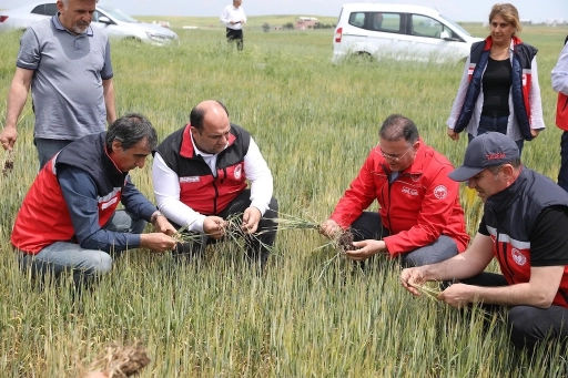 Diyarbakır'da tarlarda hububat inclemesi