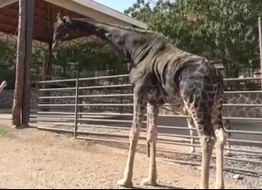 Gaziantep Doğal Yaşam Parkı'nın maskotu zürafa "Şakir" öldü