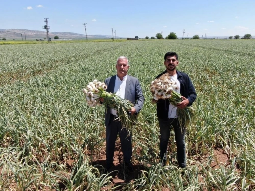 Gaziantep'te AB tescilli Araban sarımsağının hasadı başladı