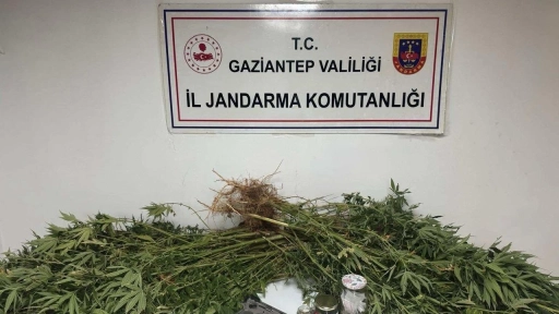Gaziantep’te Jandarma Tarlaya Girince Gerçek Ortaya Çıktı!