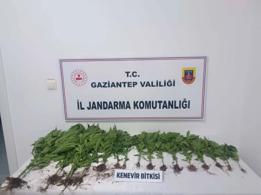 Gaziantep'te Jandarmadan Uyuşturucu Operasyonu: 14 Şüpheli Gözaltına Alındı