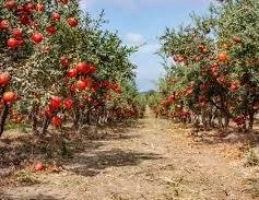 Gaziantep’te Nar Suyu ve Nar Ekşisi Yolculuğu Başladı!