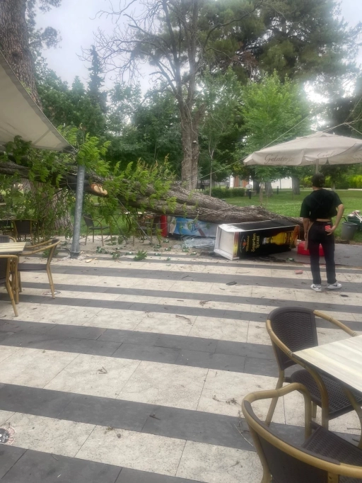 Gaziantep’te Şiddetli Rüzgar Fıstıklık Parkı’nda Ağacı Devirdi