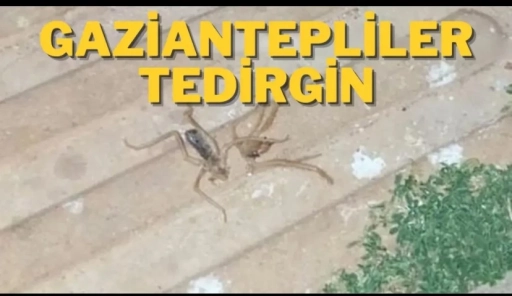 Gaziantep’te Tehlike Çanları! Şahinbey’de Sarıkız Örümcekleri İstilası