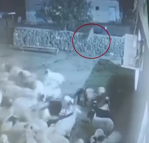 Kurt, ağıldaki sürüye böyle daldı: Kurdun kaptığı koyun ölü taklidi yaparak kurtuldu