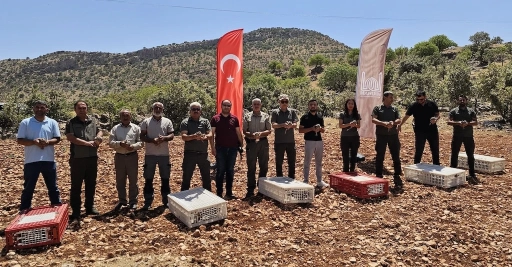 Mardin’de Doğaya 300 Kınalı Keklik Salındı