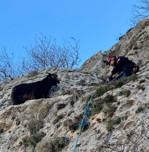 Midyat&rsquo;ta Kayalıklarda Mahsur Kalan Ke&ccedil;i AFAD Tarafından Kurtarıldı
