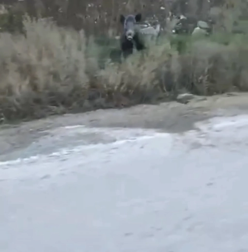 Nizip&rsquo;te Yaban Domuzu Şoku!